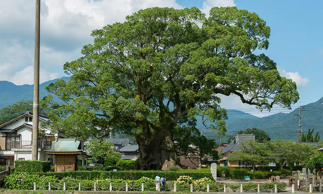 🌳 가와고의 큰 녹나무 공원(가와고노오쿠스코엔) 이미지 1